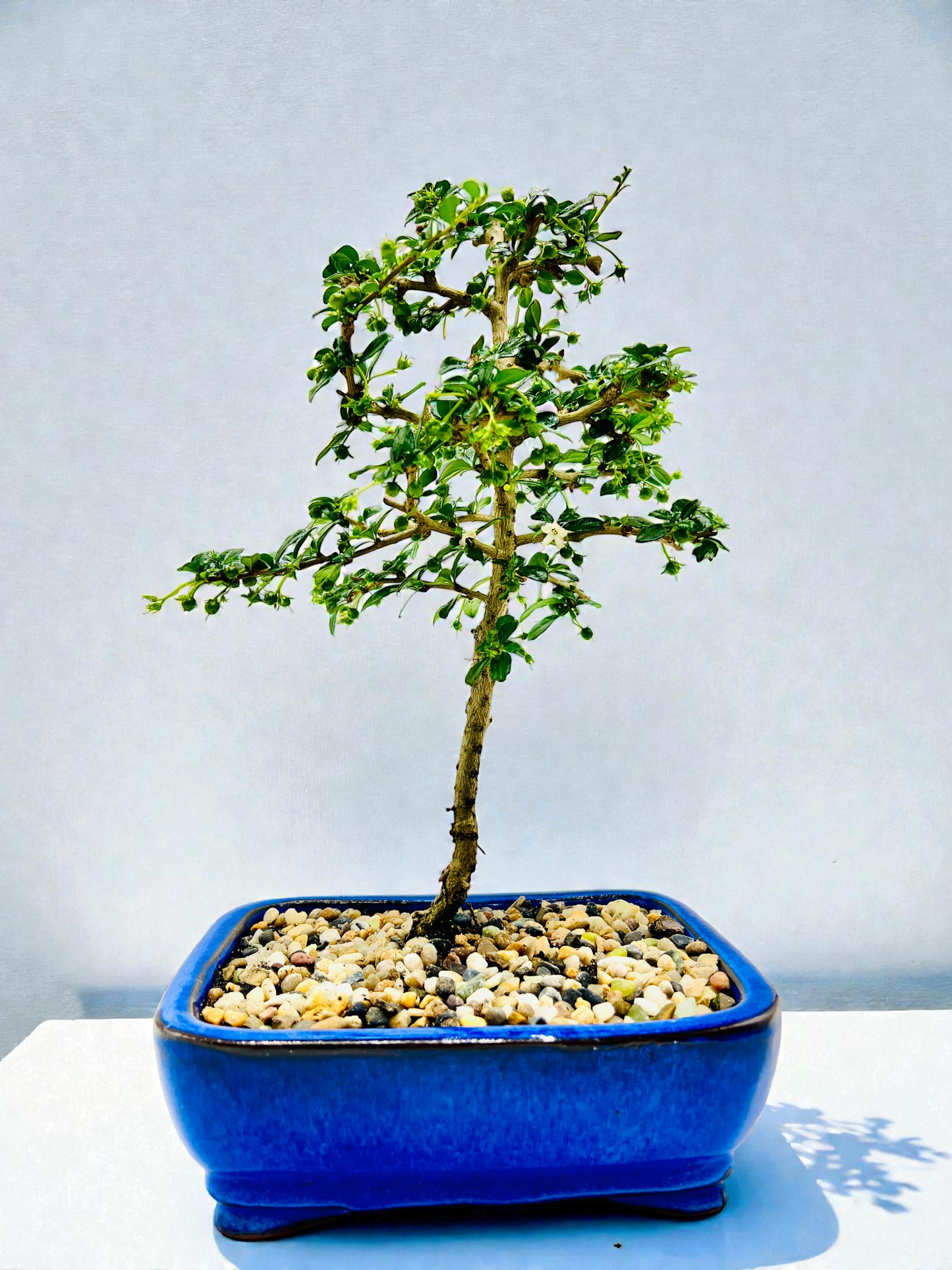 8” Fukien Tea Bonsai Tree