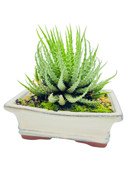 Succulent Bonsai Tree 6 Inch