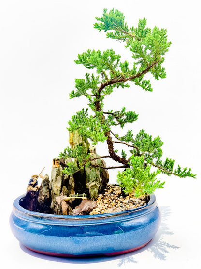 14" Juniper With Rock Feature Bonsai Tree