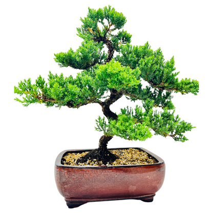 Advanced Twisted Trunk Juniper Squamata Bonsai Tree