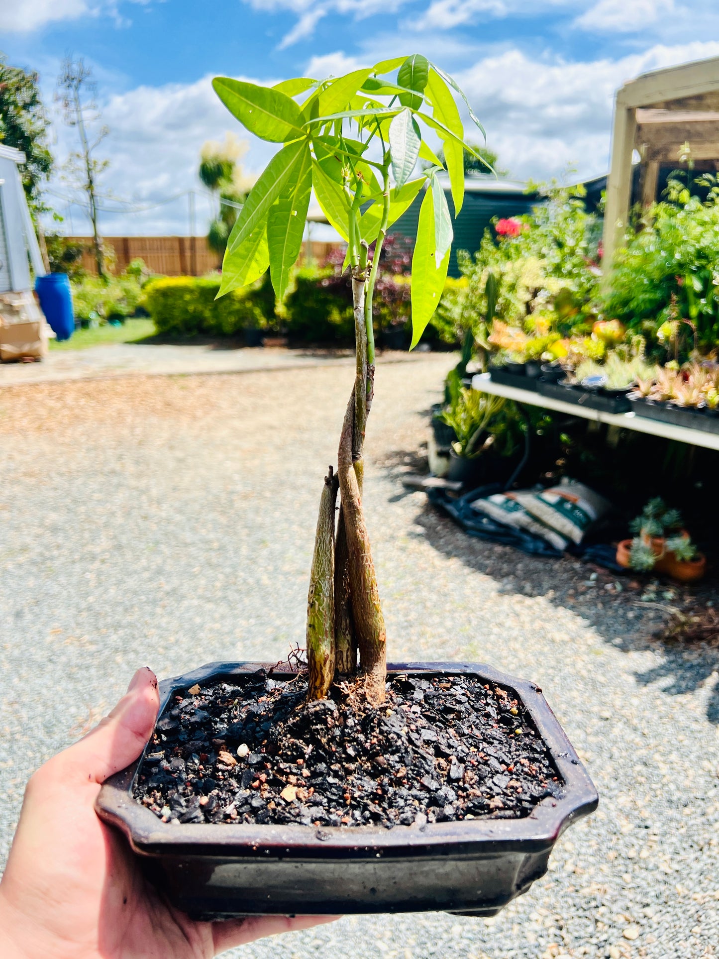 Triple Trunk Indoor Guiana Chestnut “Pachira Aquatica” Bonsai Tree 8 Inch 发财树