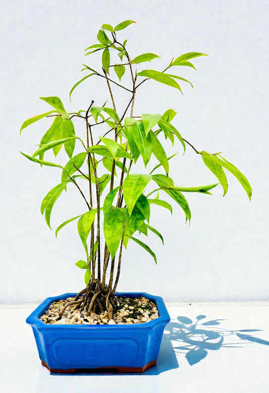 2018 Indoor Dracaena Surculosa 60cm Tall