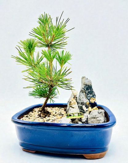 Mikawa Japanese Black Pine Bonsai Tree With Rock Feature