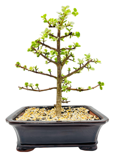 10 Inch Variegated Jade Bonsai Tree