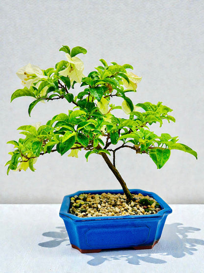 8” White Bougainvillea 40cm Tall
