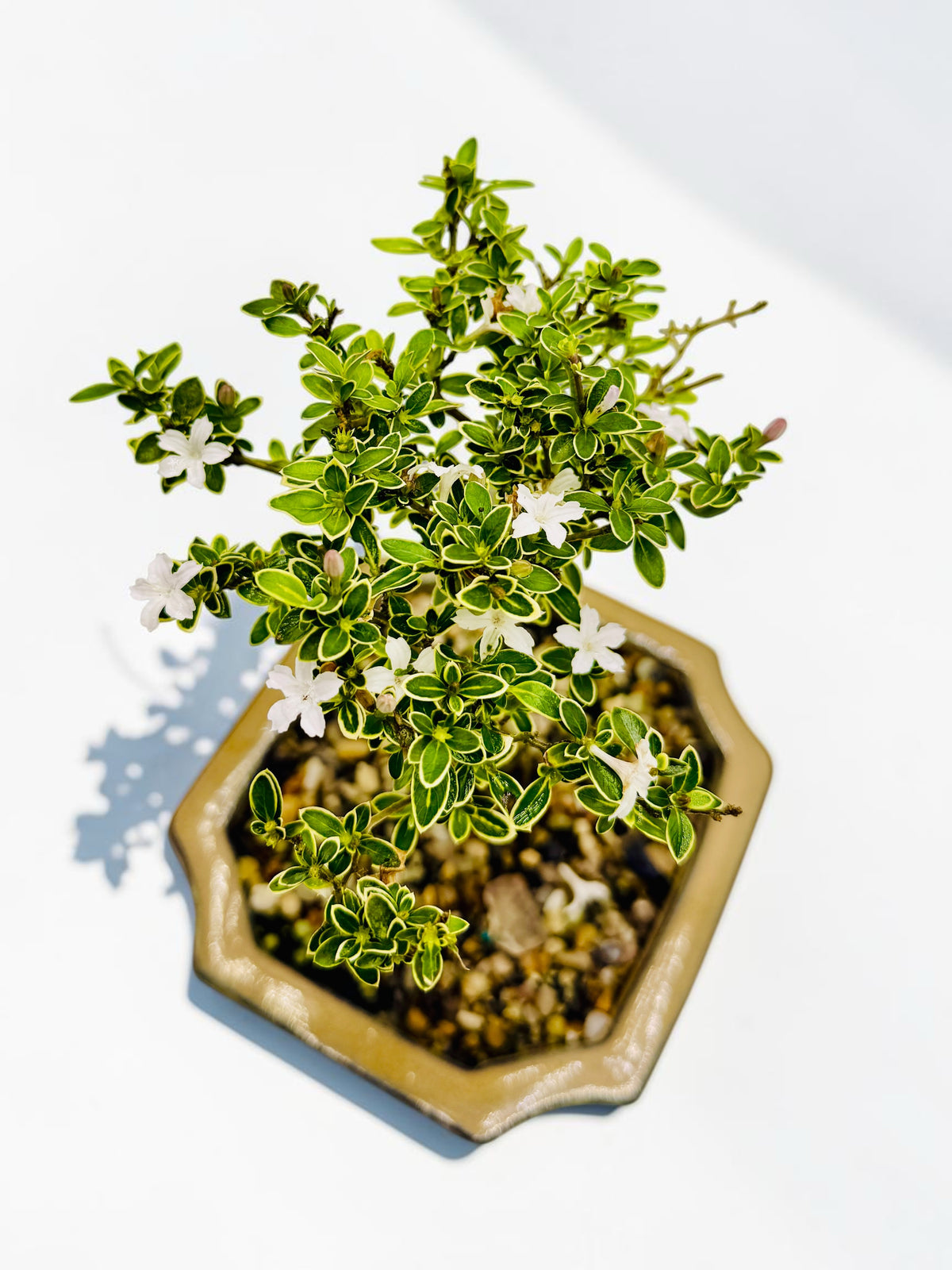 6 Inch Starter Variegated White Flowering Serissa Bonsai Tree