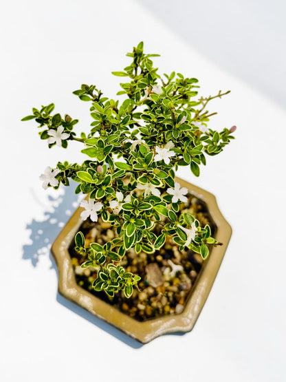 6 Inch Starter Variegated White Flowering Serissa Bonsai Tree