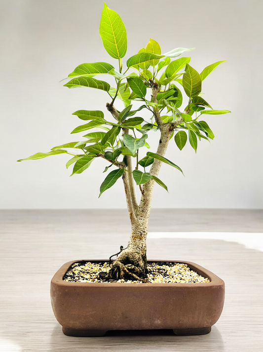 White Fig Bonsai Tree 12 Years Old 70cm Tall