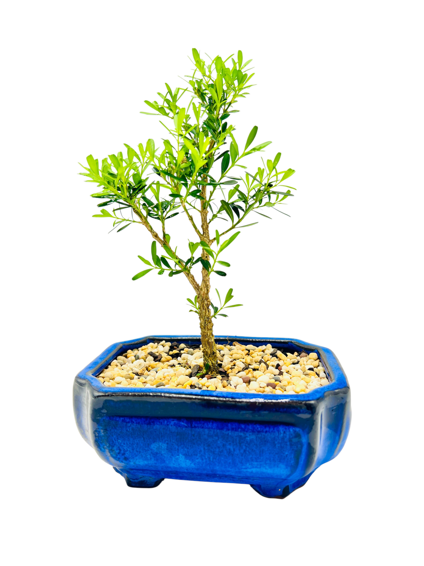 6” Harlandii Buxus Bonsai Tree