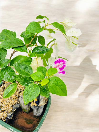 Rock Feature White/Pink Bougainvillea Bonsai Tree 12 Inch