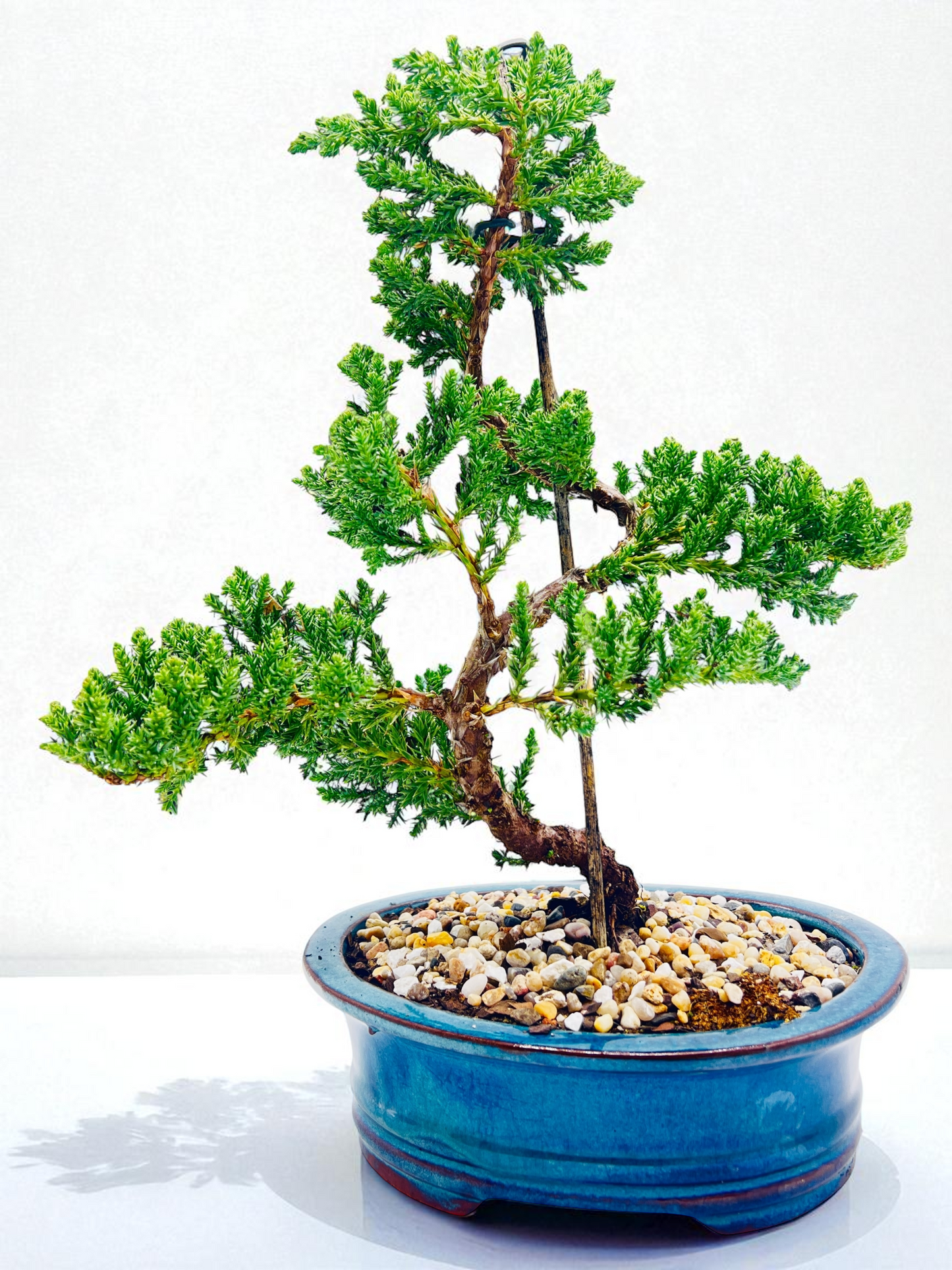 8 Inch Juniper Squamata Bonsai Tree - Teal Rectangle Pot