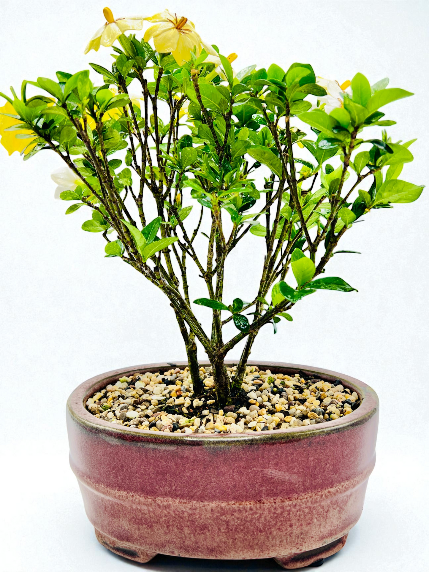 10 Inch Triple Trunk Style Gardenia Bonsai Tree
