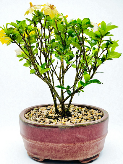 10 Inch Triple Trunk Style Gardenia Bonsai Tree