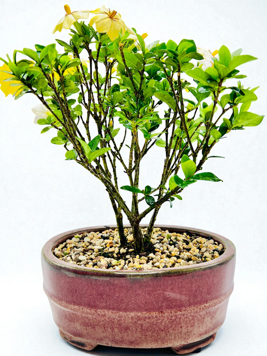 10 Inch Triple Trunk Style Gardenia Bonsai Tree