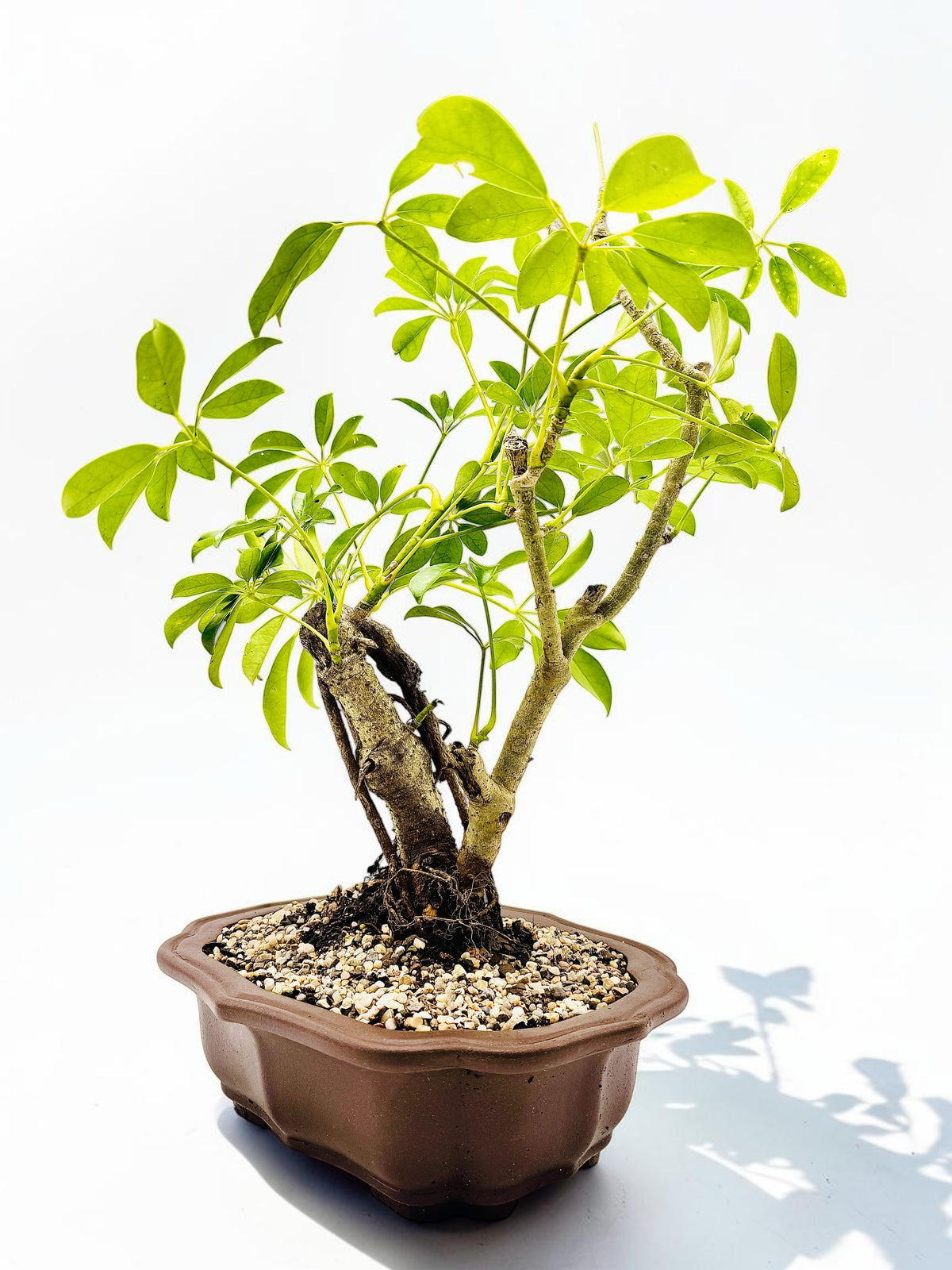2009 Umbrella Tree Bonsai – Mature Trunk & Exposed Roots