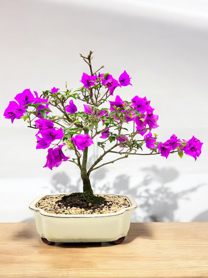 12” Purple Bougainvillea 9 Years Old 60cm Tall