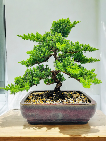 2008 Advanced Twisted Trunk Juniper Squamata Bonsai Tree