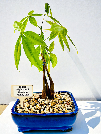 Triple Trunk Indoor Guiana Chestnut “Pachira Aquatica” Bonsai Tree 8 Inch 发财树