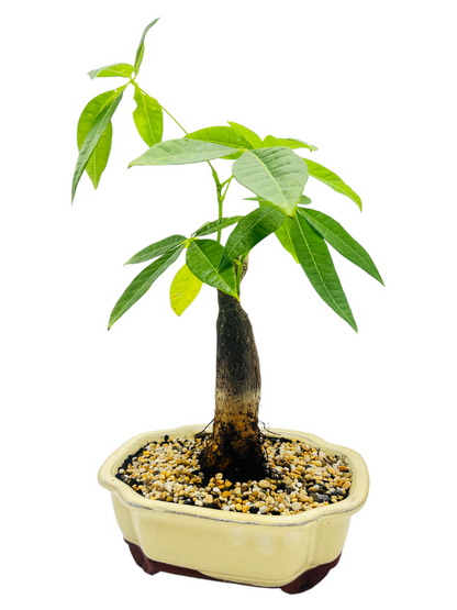 5 Leaves Indoor Guiana Chestnut “Pachira Aquatica” Bonsai Tree 8 Inch 发财树