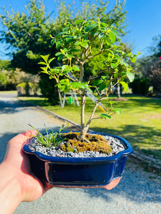 Japanese Privet Bonsai Tree 8 Inch