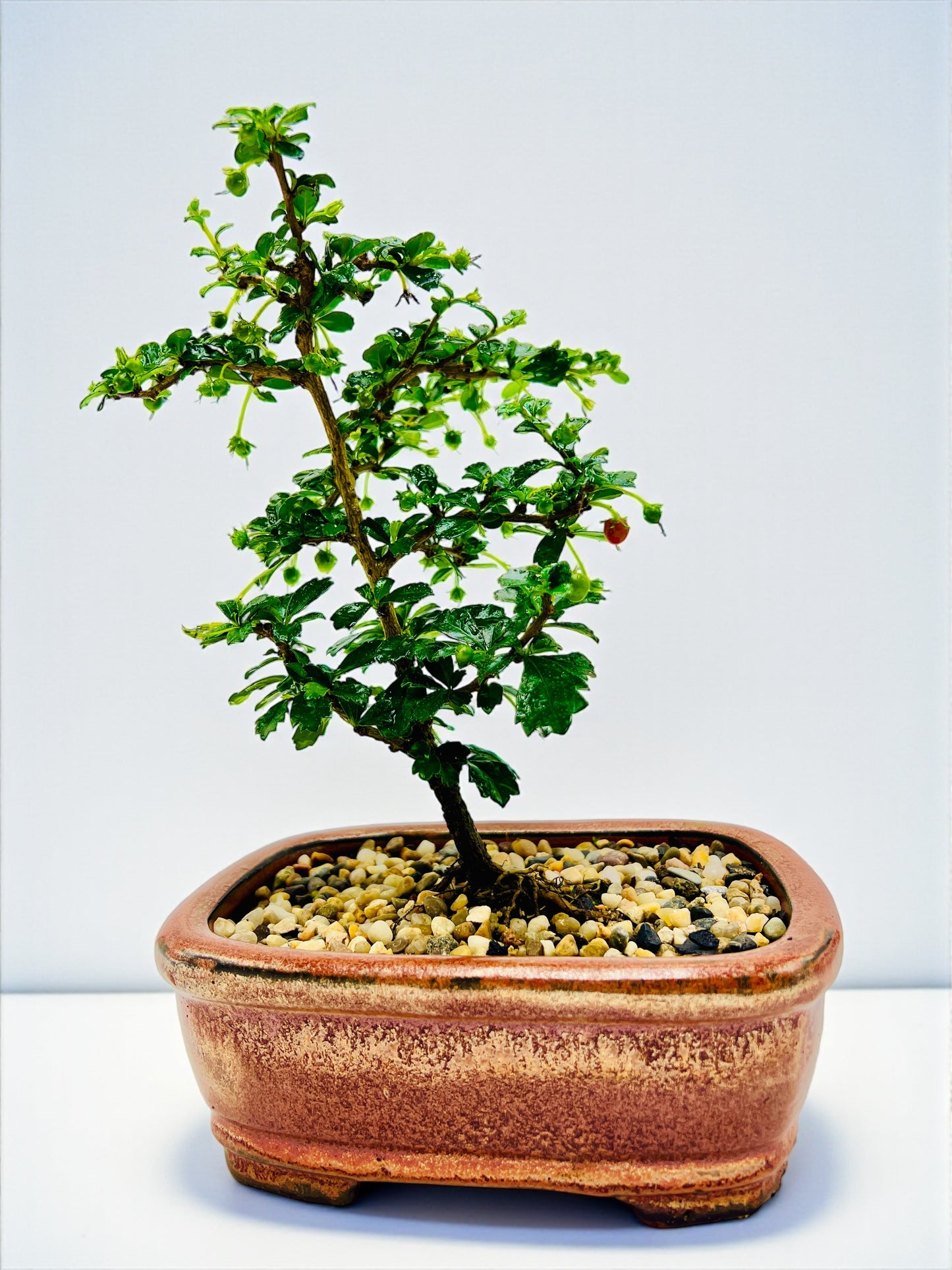 8” Fukien Tea Bonsai Tree