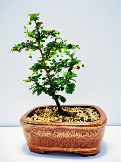 8” Fukien Tea Bonsai Tree