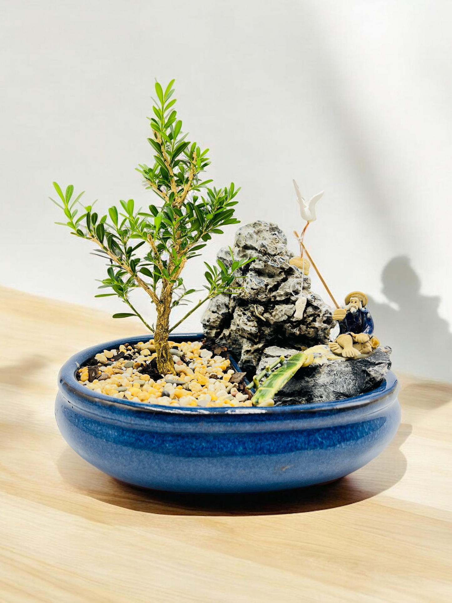 8” Harlandii Buxus Bonsai Tree With Rock Feature