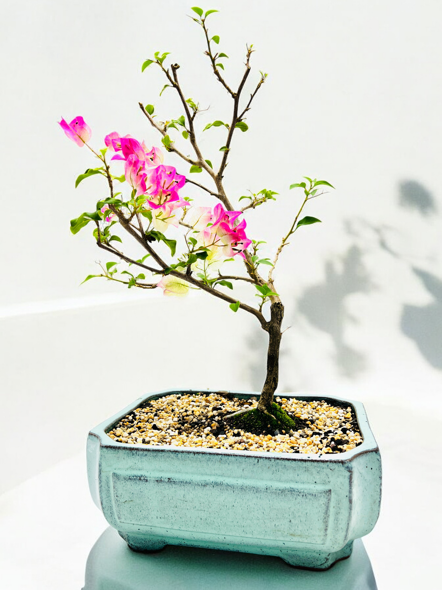 12” White/Pink Flowering Bougainvillea Bonsai Tree - Windswept Style