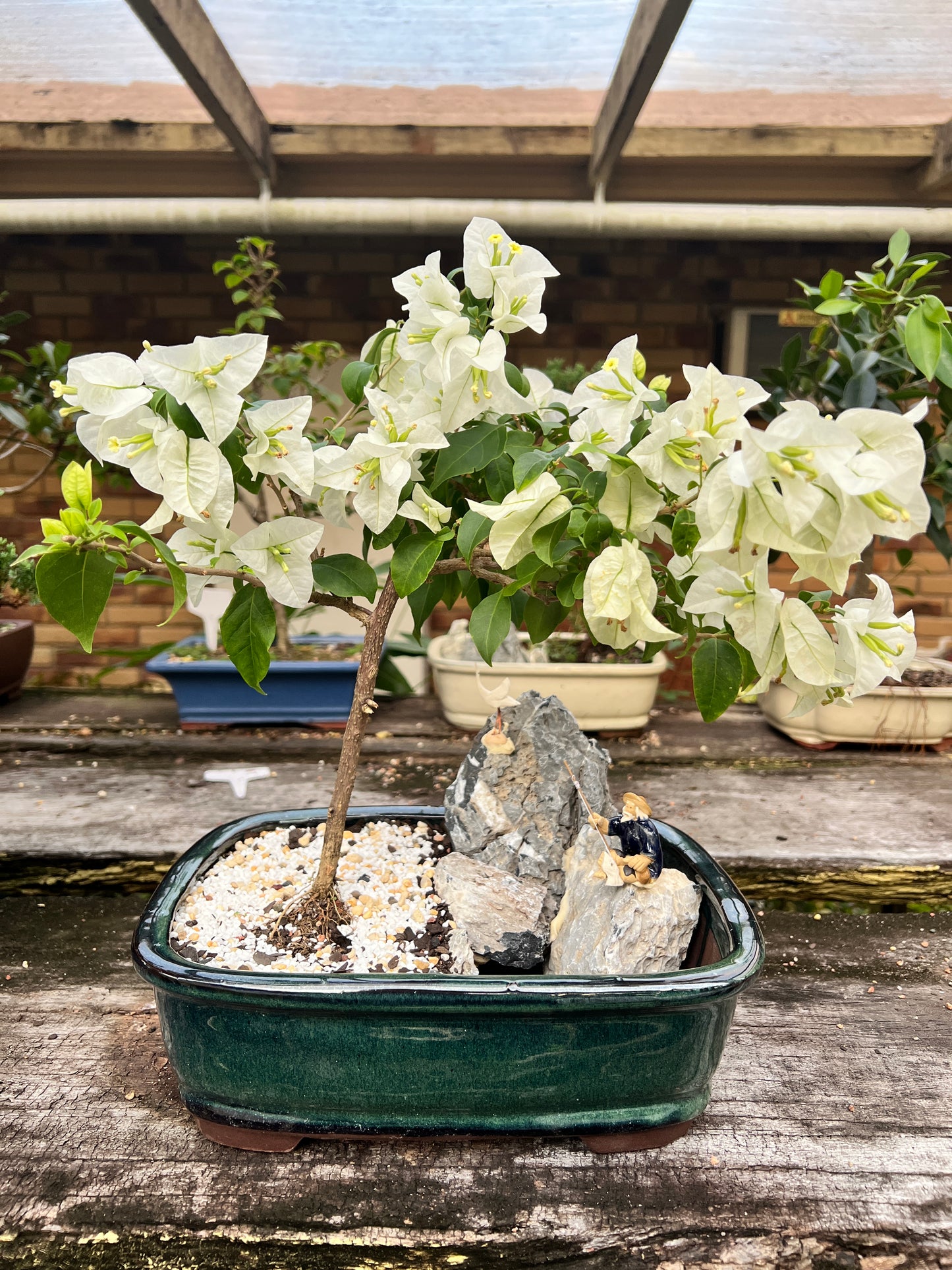 Rock Feature White Bougainvillea 12 Inch - Bonsai Gifts Nursery