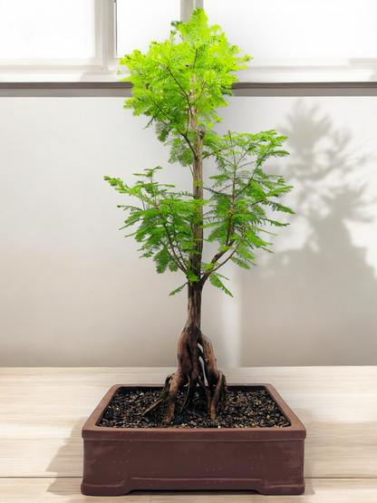 Swamp Cypress Bonsai