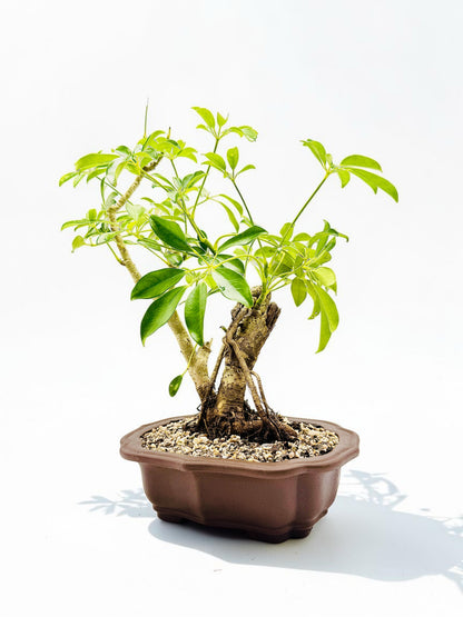 2009 Umbrella Tree Bonsai – Mature Trunk & Exposed Roots