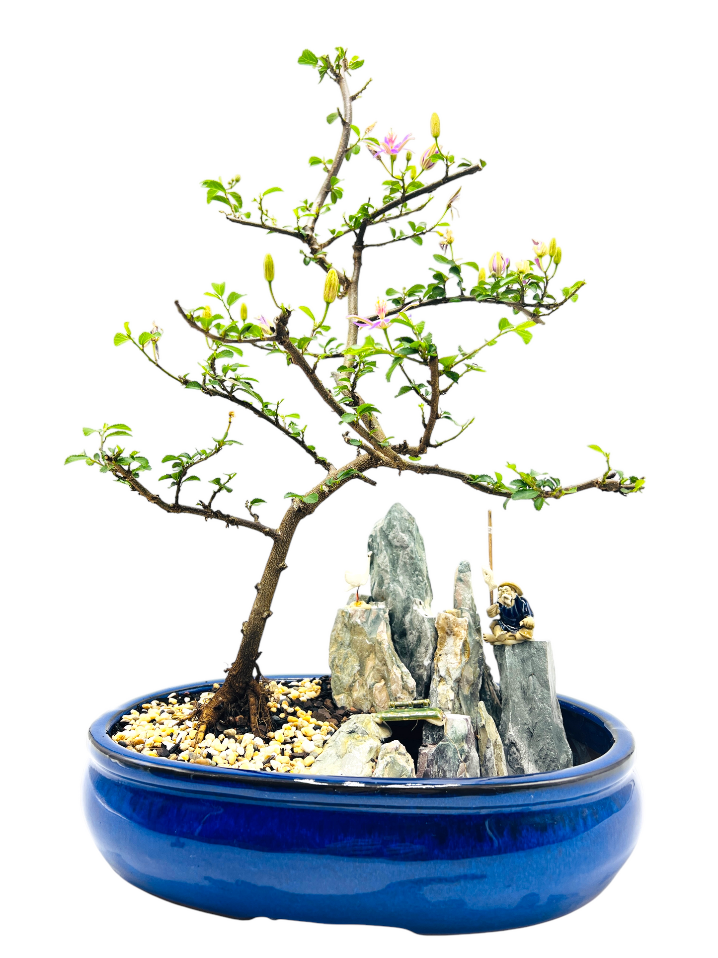 12 Inch Lavender Star Rock Feature Bonsai Tree