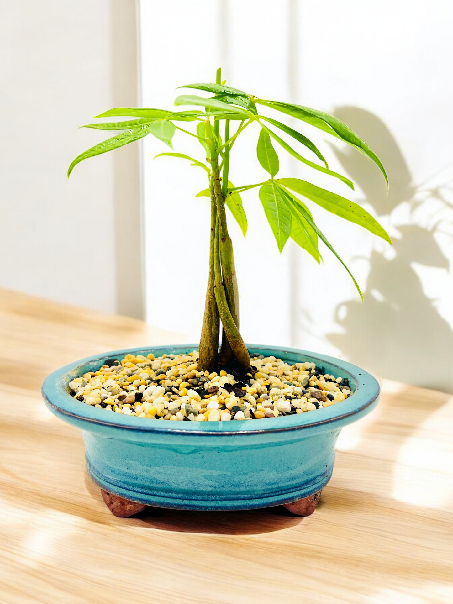 5 Leaves Triple Trunk Indoor Guiana Chestnut “Pachira Aquatica” Bonsai Tree 8 Inch 发财树