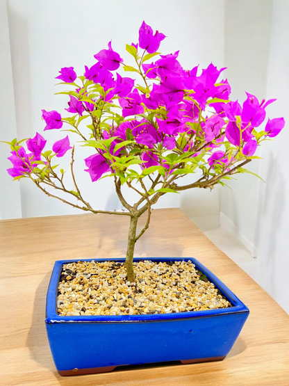 10” Purple Bougainvillea 6 Years Old 50cm Tall