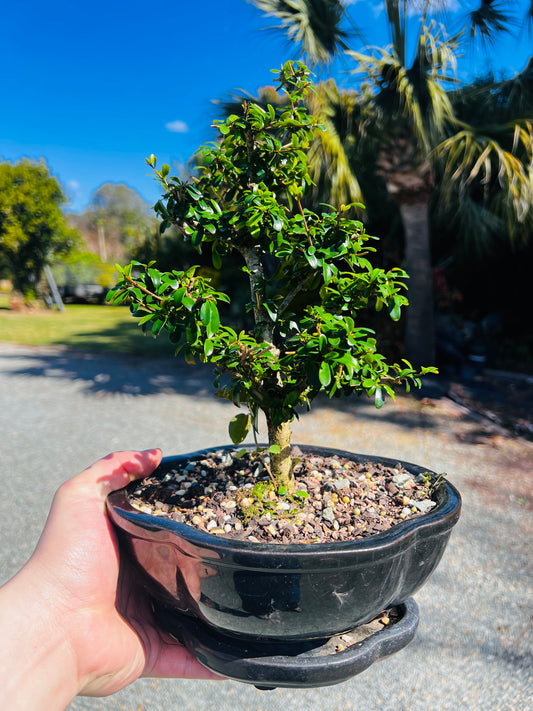 8 Inch Neea Buxifolia Bonsai Tree - Black Pot With Saucer