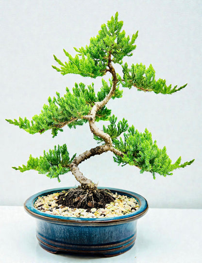 Advanced Twisted Trunk Juniper Squamata Bonsai Tree
