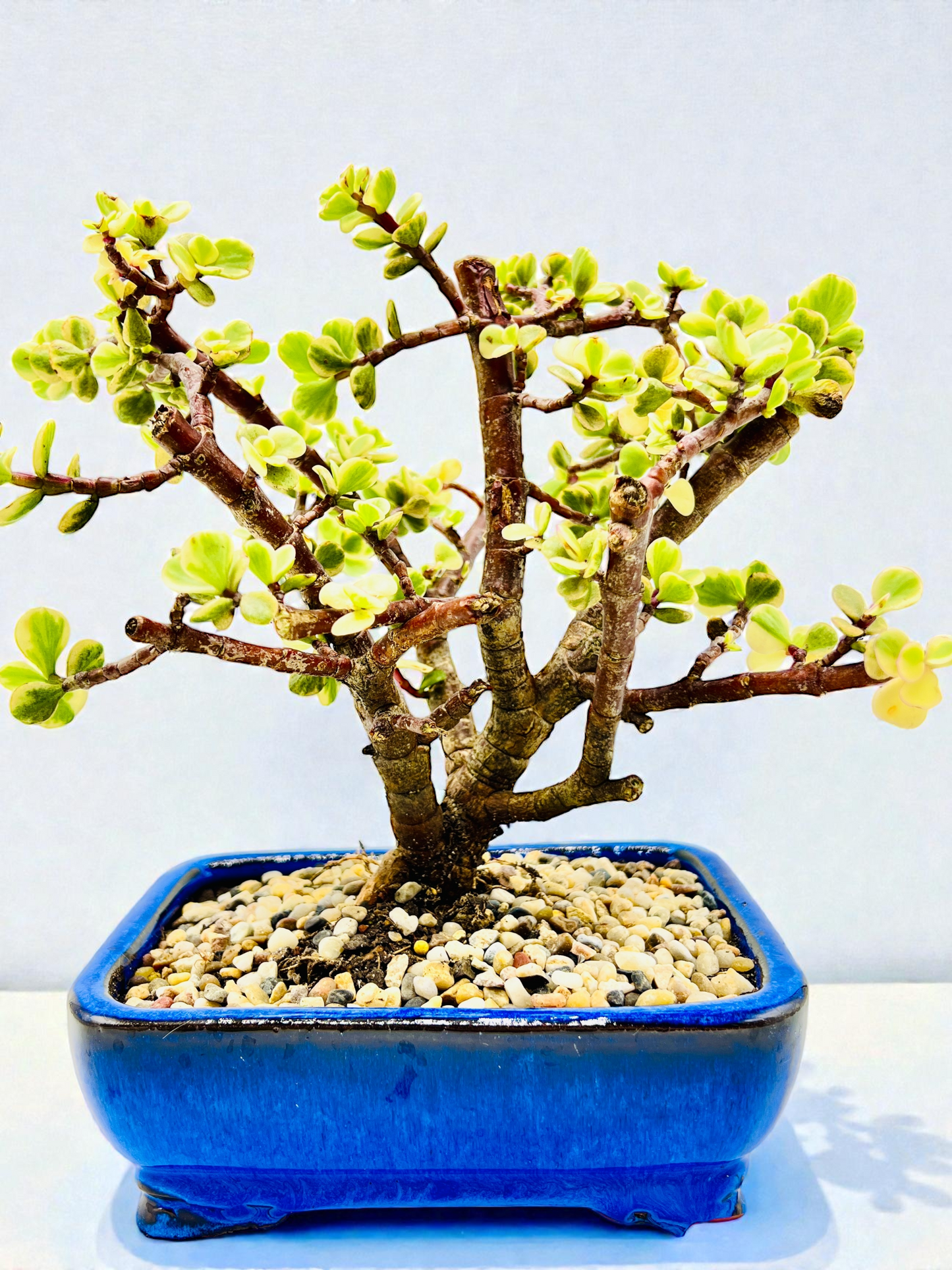 8 Inch Variegated Jade Bonsai Tree