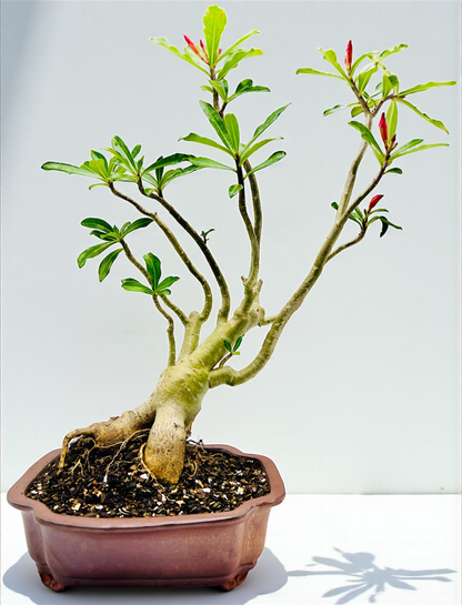 Red 70cm Tall Mature Desert Rose Bonsai Tree - Red Flowers