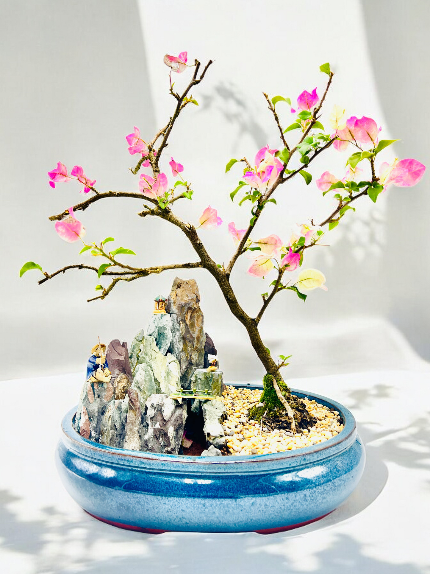 14 Inch White/Pink Flowering Bougainvillea Rock Feature Bonsai Tree