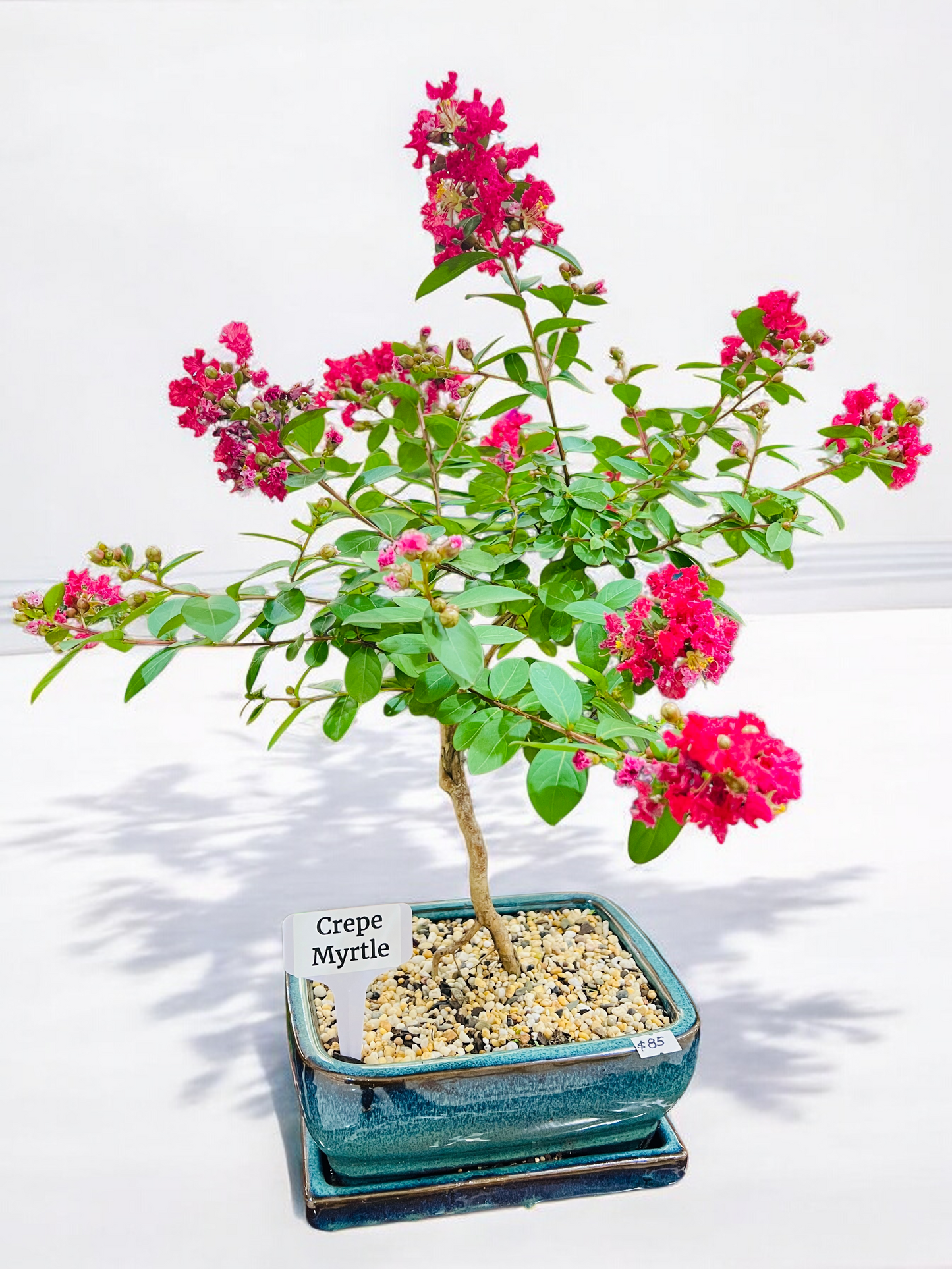 8 Inch Crepe Myrtle Bonsai Tree