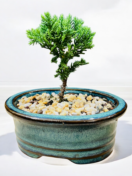 5” Juniper Bonsai Tree