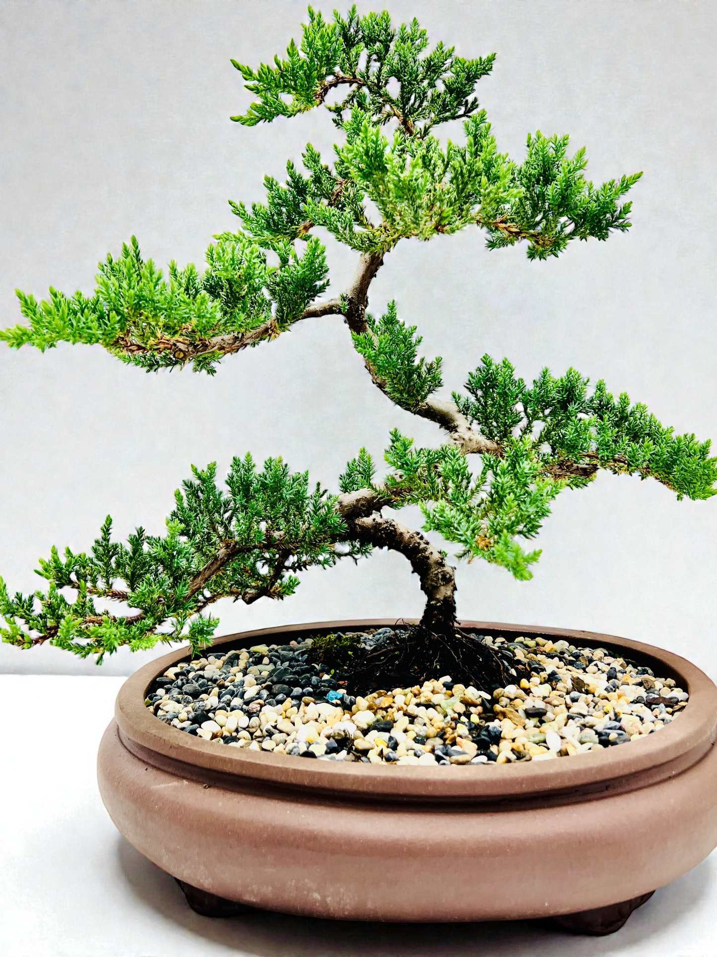 Advanced Twisted Trunk Juniper Squamata Bonsai Tree