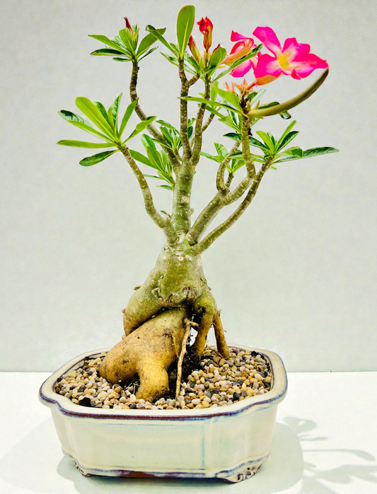 50cm Mature Desert Rose Bonsai Tree - Pink Flowers