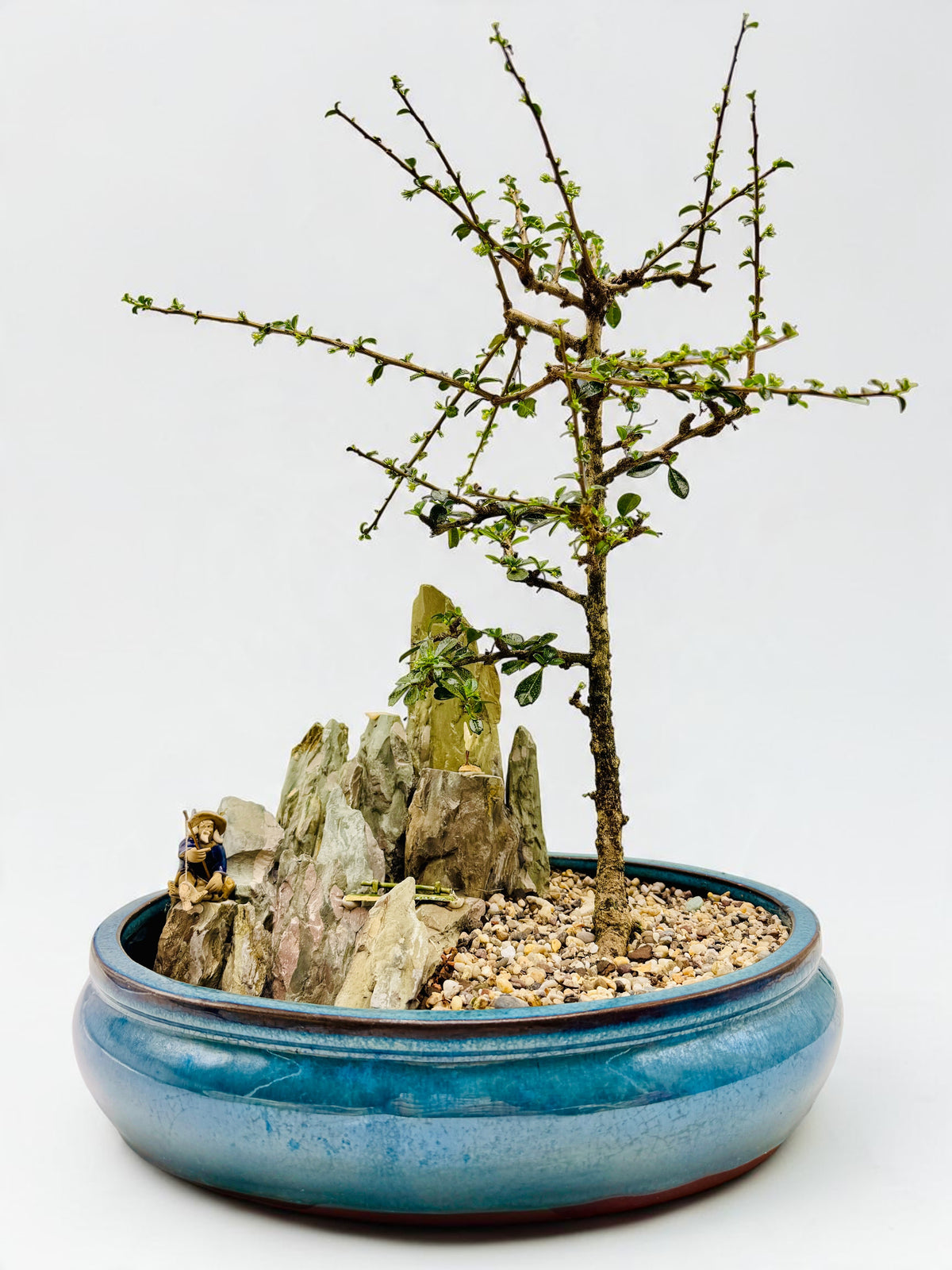 Carmona Fukien Tea With Rock Feature Bonsai Tree