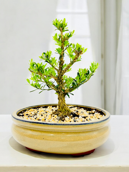 Harlandii Buxus 8" Bonsai Tree