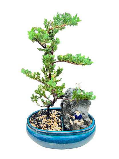 Juniper Bonsai Tree With Rock Feature 10 Inch - Bonsai Gifts Nursery