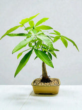 Bonsai Trees | Bonsai Gifts Nursery