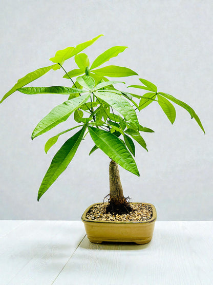 Large Trunk Indoor Guiana Chestnut “Pachira Aquatica” Bonsai Tree 8 Inch 发财树