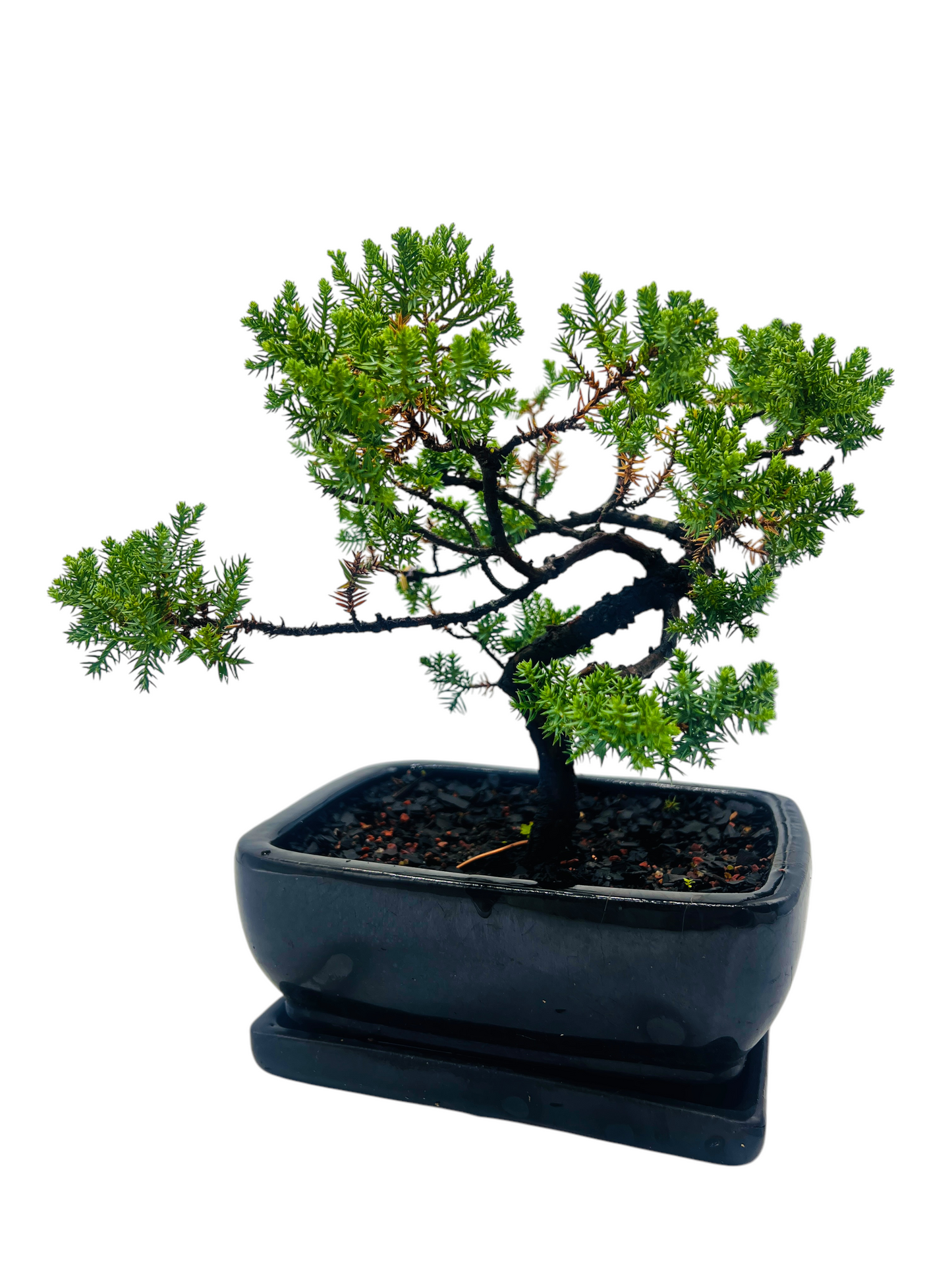 8” Juniper Squamata Bonsai Tree - Black Pot With Saucer