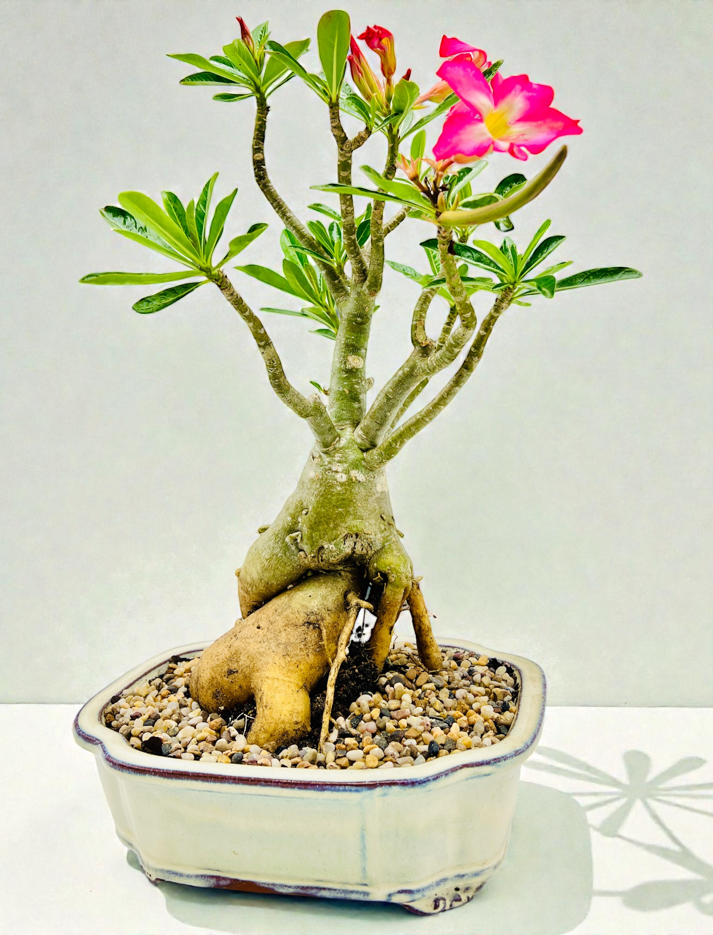 50cm Mature Desert Rose Bonsai Tree - Pink Flowers